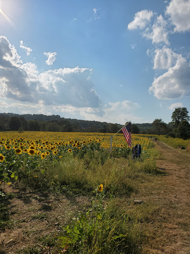 Tourist Attraction «Sussex County Sunflower Maze», reviews and photos, 101 Co Rd 645, Sandyston, NJ 07826, USA