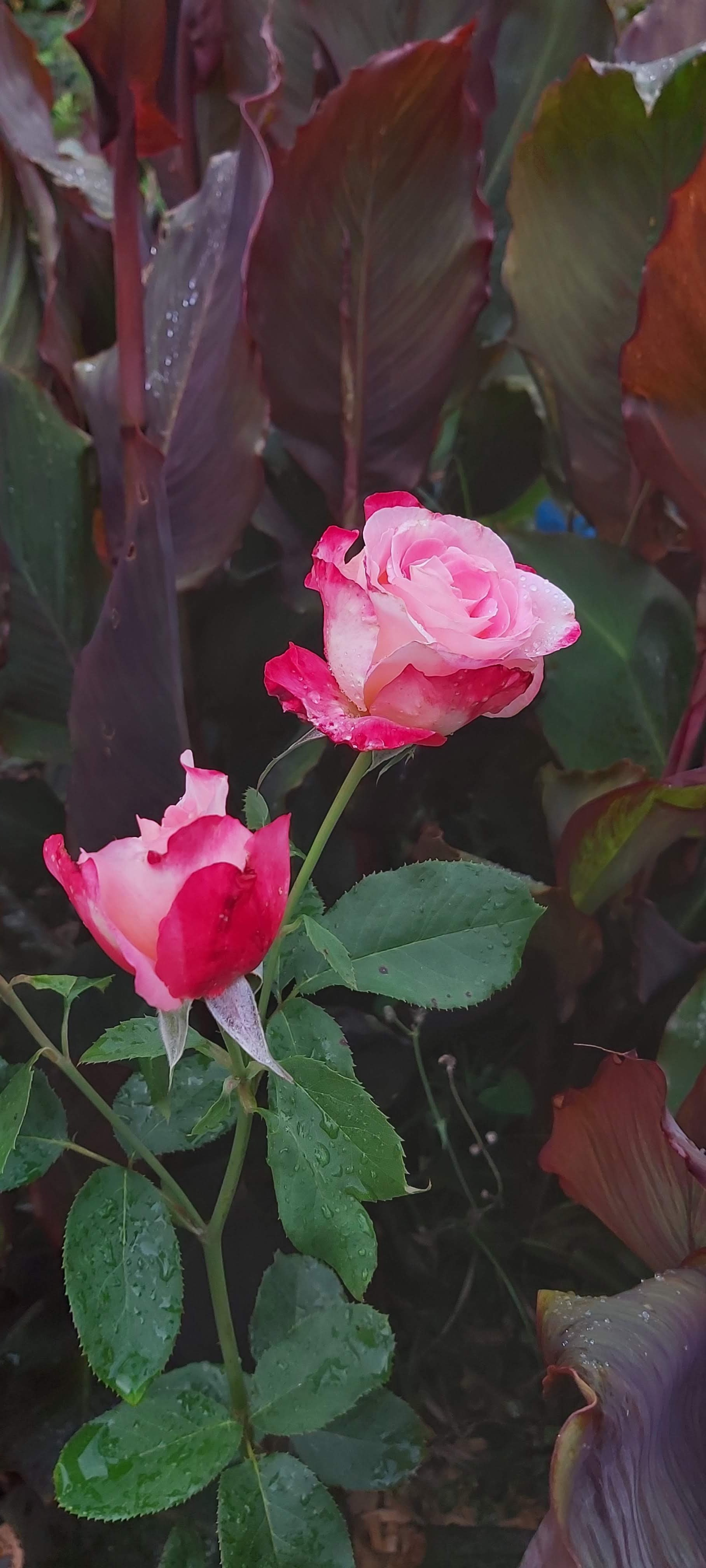 Photo n° 7 de l'avis de stephane.e fait le 26/05/2016 à 21:42