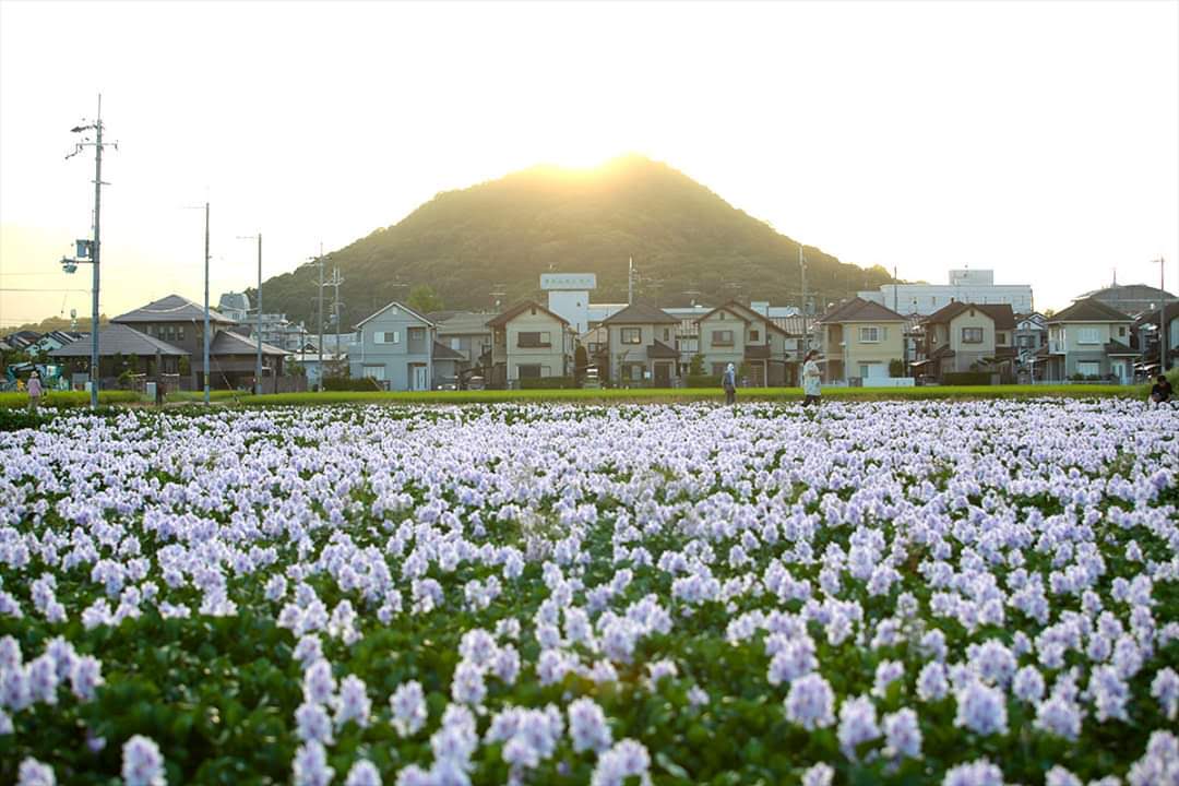 Svay Rieng, Kamboçya