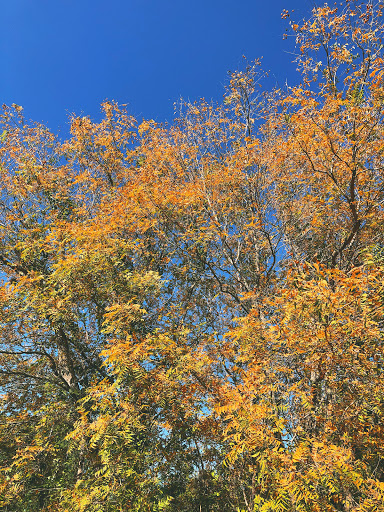 Park «Bamberger Nature Park», reviews and photos, 12401 Babcock Rd, San Antonio, TX 78249, USA