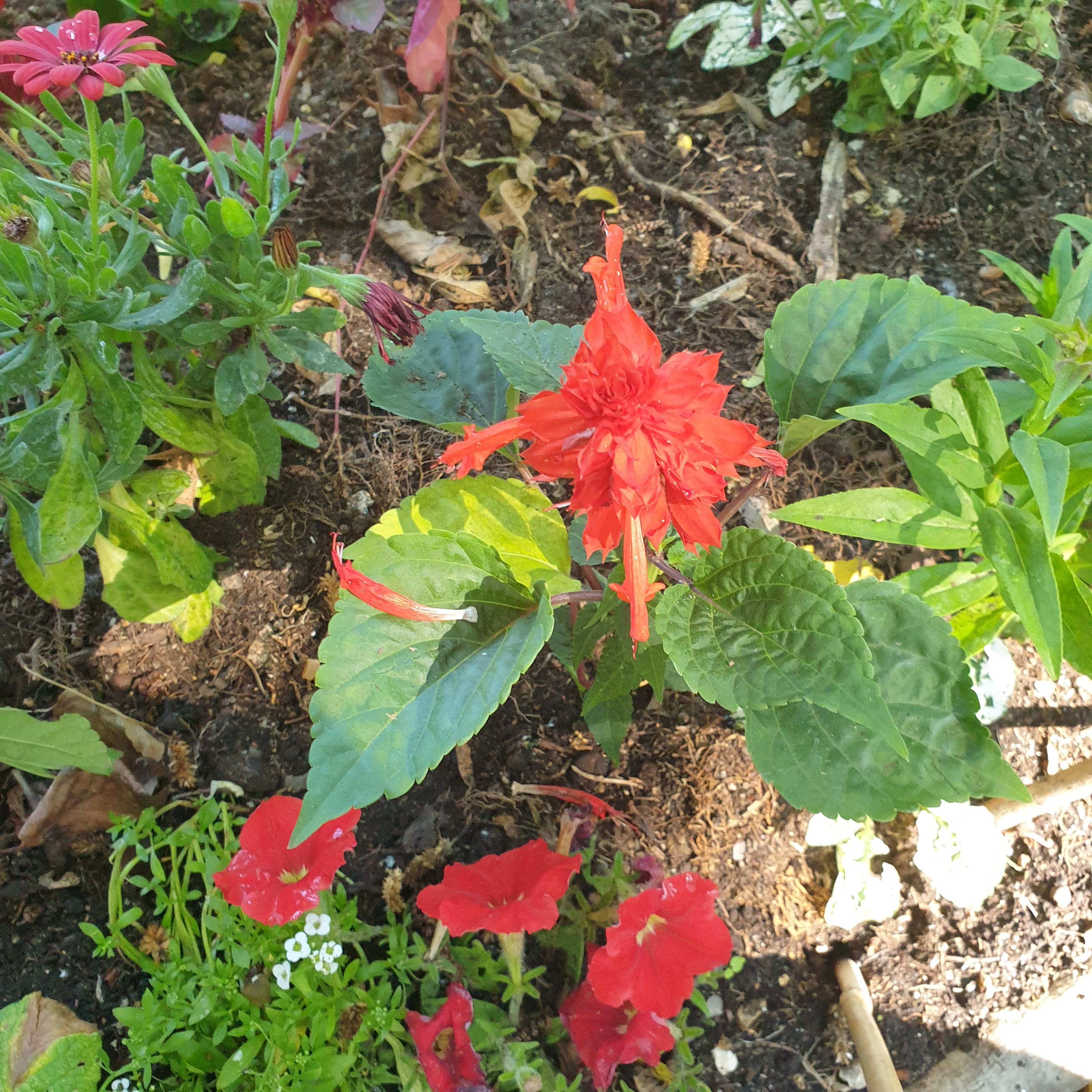 Photo n° 2 de l'avis de Marie.. fait le 11/06/2023 à 07:23