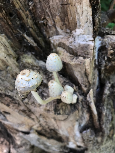 Park «Sanlando Park», reviews and photos, 401 W Highland St, Altamonte Springs, FL 32714, USA