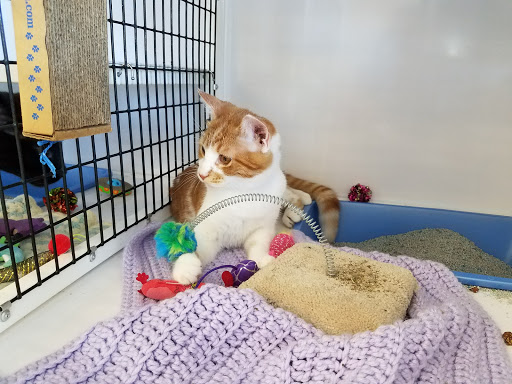 Pet Supply Store «Pet Supplies Plus», reviews and photos, 1258 Northlake Blvd, Lake Park, FL 33403, USA