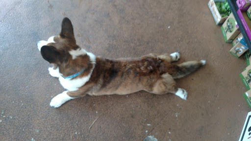 Pet Store «Paws & Fins Pet Shop», reviews and photos, 360 Tormey Ln NE, Bainbridge Island, WA 98110, USA