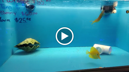 Pet Store «Corals and Fins», reviews and photos, 5011 W Hillsborough Ave, Tampa, FL 33634, USA