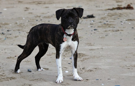 Dog Park «Mt. Airy Dog Park», reviews and photos, 3006 Westwood Northern Blvd, Cincinnati, OH 45211, USA