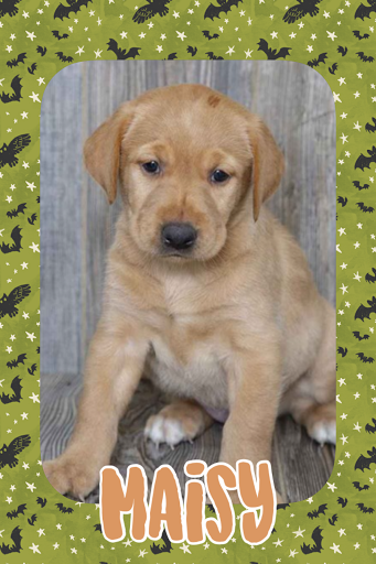 Pet Store «Pet Express», reviews and photos, 250 Granite St, Braintree, MA 02184, USA