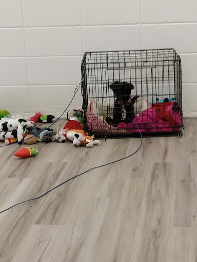 Pet Supply Store «Pet Ranch», reviews and photos, 3823 E 120th Ave, Denver, CO 80233, USA