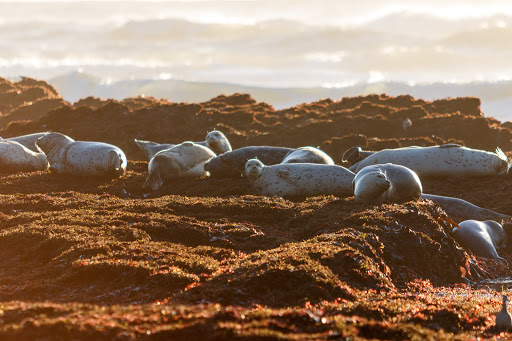 Nature Preserve «Fitzgerald Marine Reserve», reviews and photos, 200 Nevada Ave, Moss Beach, CA 94038, USA