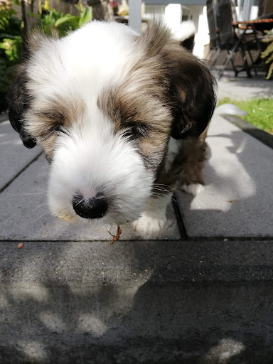 Dr.med.vet. Berndtheo Hoffs Tierarzt unter Bocholt, 