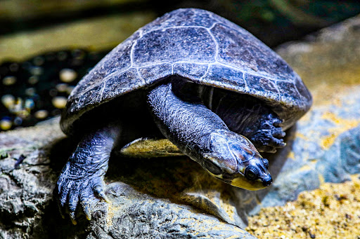 Aquarium «The Dallas World Aquarium», reviews and photos, 1801 N Griffin St, Dallas, TX 75202, USA