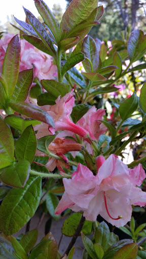 Event Venue «Florence Events Center», reviews and photos, 715 Quince St, Florence, OR 97439, USA