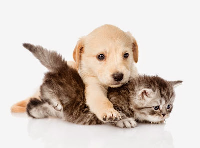 Adrien Pro-Educ à Beaumont-le-Hareng