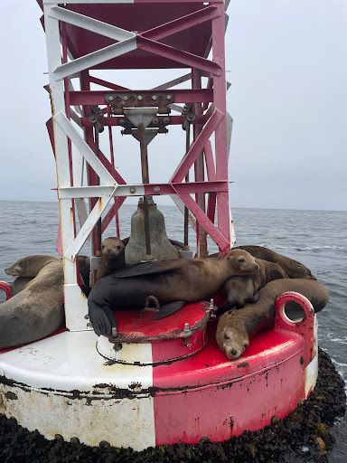 Water Sports Equipment Rental Service «Balboa Water Sports», reviews and photos, 702 E Balboa Blvd, Newport Beach, CA 92661, USA