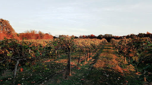 Winery «Wight Vineyards & Winery», reviews and photos, 340 Meyer Dr, Shepherdsville, KY 40165, USA