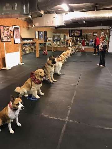 Shiloh Road Dog Training