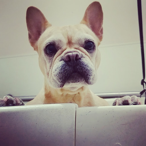 Pet Store «Whisker Bones Supply Co.», reviews and photos, 138 N Main St, Edwardsville, IL 62025, USA