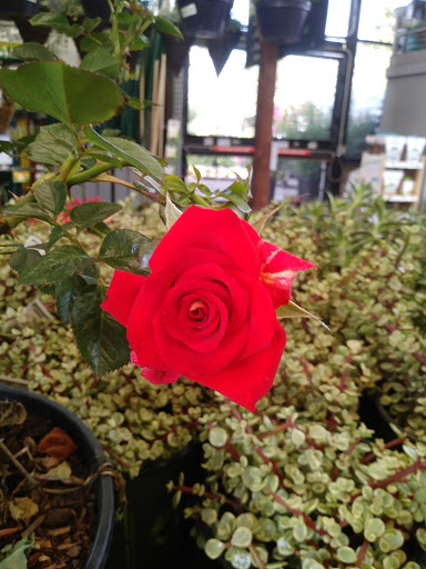 Home Improvement Store «The Home Depot», reviews and photos, 860 E Dunne Ave, Morgan Hill, CA 95037, USA