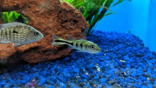 Pet Supply Store «Pet Supermarket», reviews and photos, 6701 E Independence Blvd, Charlotte, NC 28212, USA