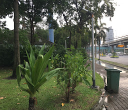 Vibhavadi Rangsit Forest Park photo