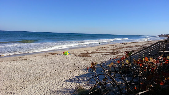 Lazy Loggerhead beach