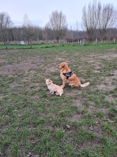 Honden Speelweide Rhodesgoed