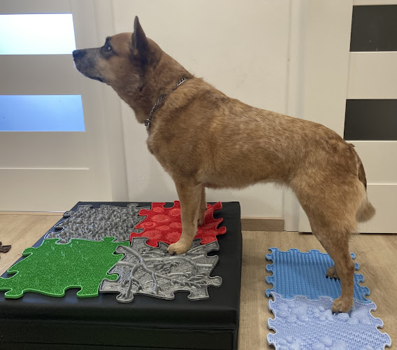 Physiopet - fyzioterapie pro psy - Pardubice