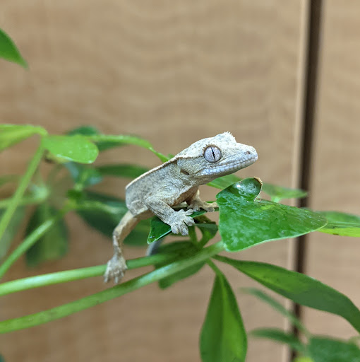 Pet Store «Animal Ark», reviews and photos, 175 S 500 E St, American Fork, UT 84003, USA