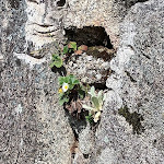 Photo n°7 de l'avis de João.a fait le 04/05/2022 à 19:10 sur le  Retiro da Lameira à Santa Comba