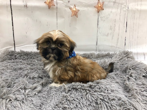 Pet Store «Happiness Is Pets Vi», reviews and photos, 616 E Roosevelt Rd, Lombard, IL 60148, USA