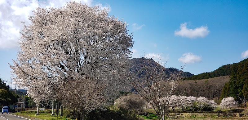 新里の山桜