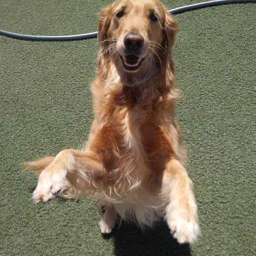 Pet Supply Store «Centinela Feed & Pet Supplies», reviews and photos, 4700 Pacific Coast Hwy, Long Beach, CA 90804, USA