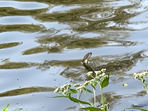 Park «Yorkville Recreation Department», reviews and photos, 201 W Hydraulic St, Yorkville, IL 60560, USA