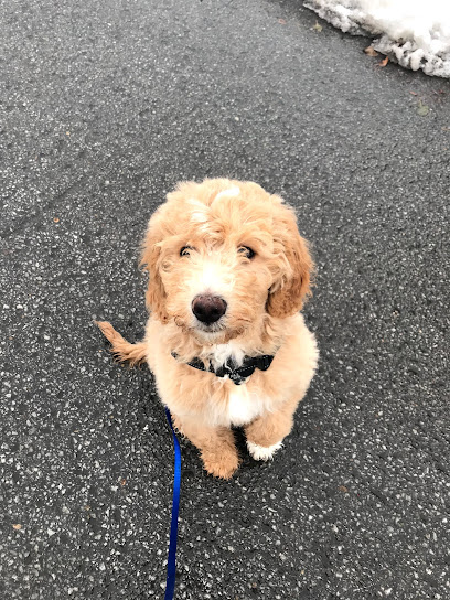 Kala | Services Canins et Équins - Éducation et Dressage à Domicile au Québec