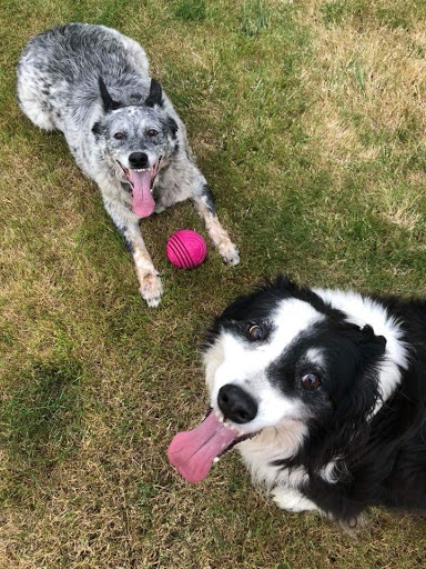 Pet Supply Store «PetSmart», reviews and photos, 316 NE 78th St, Vancouver, WA 98665, USA