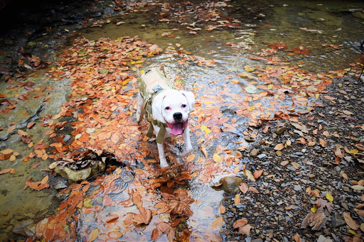 Tattoo Shop «Prophecy Ink Tattoo Studio & Fine Art Gallery», reviews and photos, 907 Baxter Ave, Louisville, KY 40204, USA