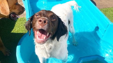 Canine Fitness & Fun Center