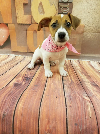 Pet Store «Happiness Is Pets», reviews and photos, 2936 Showplace Dr, Naperville, IL 60564, USA