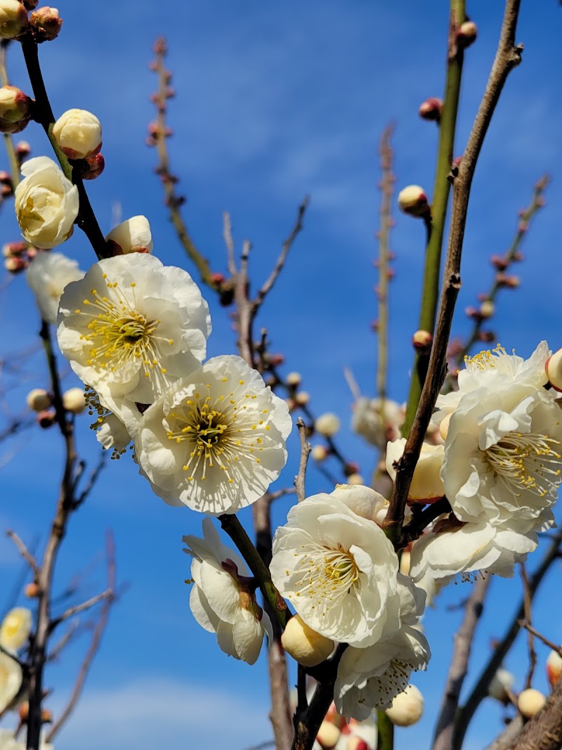 新築地緑地 - 海が見える花の園