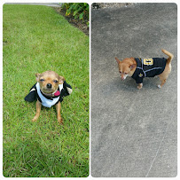 Camp Bow Wow - Photo 9 - Car repair in Baton Rouge, LA, Baton Rouge