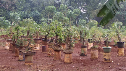 Bonsai ciledug setu