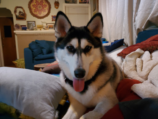 Pet Supply Store «PetSmart», reviews and photos, 4300 E Alameda Ave, Glendale, CO 80246, USA