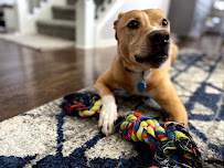 Perna's Pet Care - Photo 3 - Car repair in , Ann Arbor