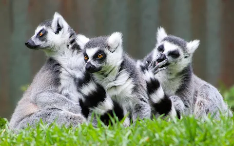 Lemurs Park image