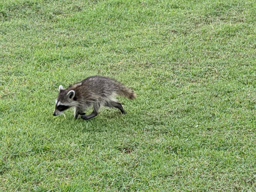 Golf Club «Manatee County Golf Course», reviews and photos, 6415 53rd Ave W, Bradenton, FL 34210, USA