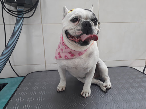 Clínica Veterinária Gato Q Ri em Mauá - SP