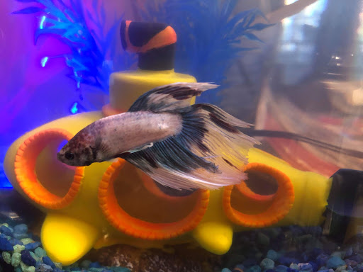 Pet Supply Store «Petsense London», reviews and photos, 1661 KY-192, London, KY 40741, USA