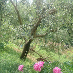 Photo n°1 de l'avis de Jessica.a fait le 20/05/2018 à 06:34 sur le  Agriturismo Colli Berici à Arcugnano