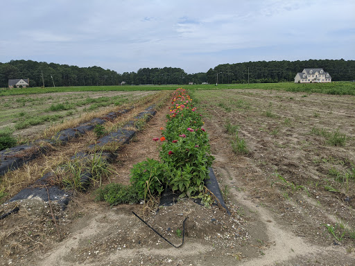 Fruit and Vegetable Store «Henley Farm», reviews and photos, 3513 Charity Neck Rd, Virginia Beach, VA 23456, USA