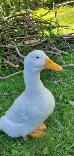 Home Improvement Store «The Home Depot», reviews and photos, 1055 N Colony Rd, Wallingford, CT 06492, USA